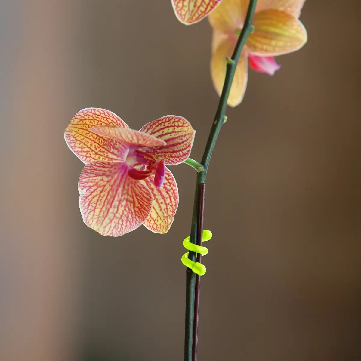 gt3-4pk-33_f_2440b_sqrgb