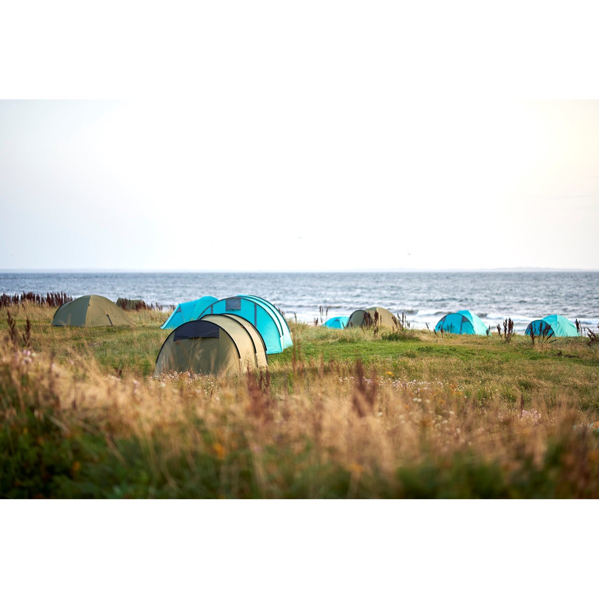 330027_robson_3_capulet_olive_007